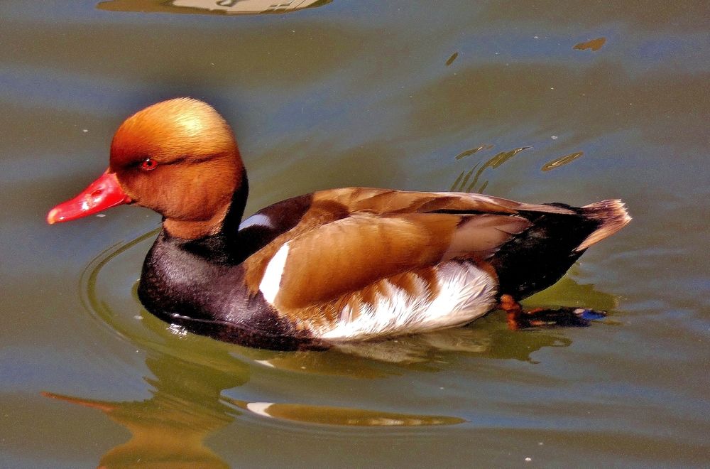 Photograph by backareva irina