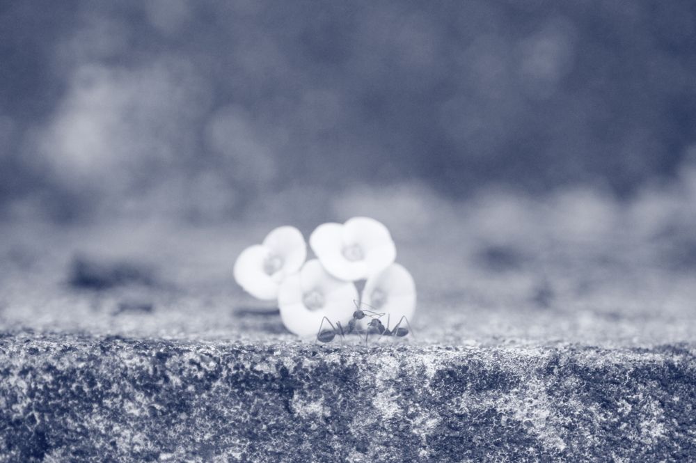 Photograph by Nimesha Perera