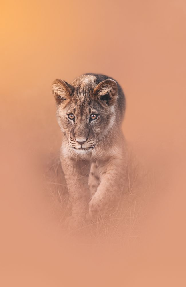 The Fog Comes On Little Cat Feet