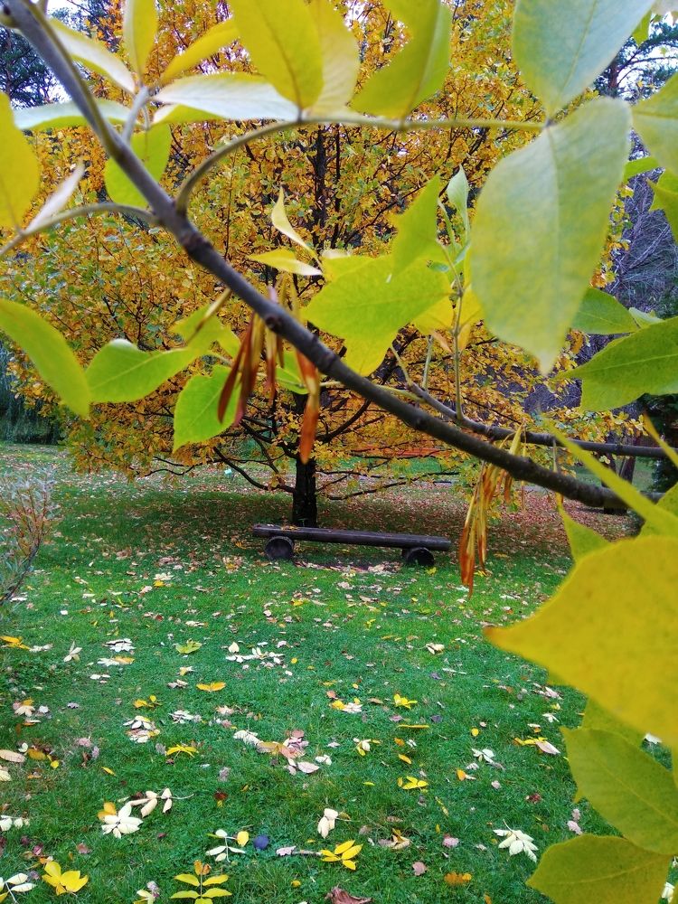 Фотография автора галина лапшина