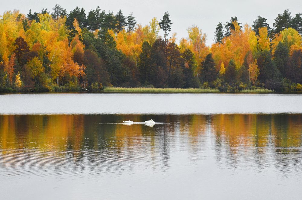 Photograph by Светлана Болотнова