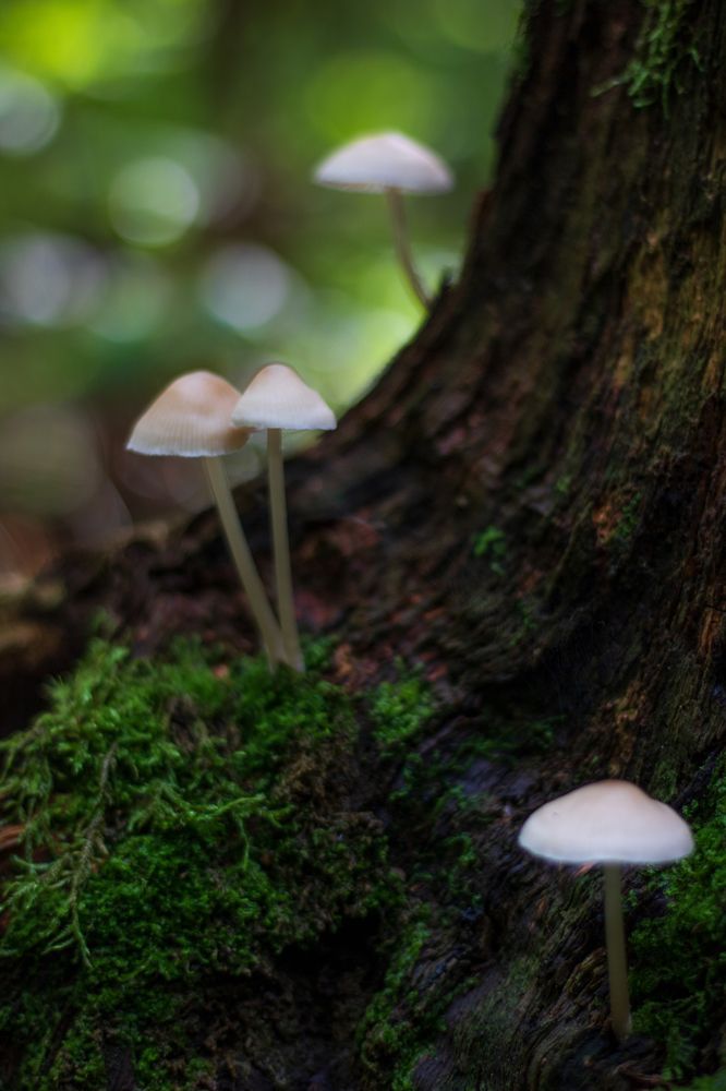 Photograph by Анастасия Гасанова