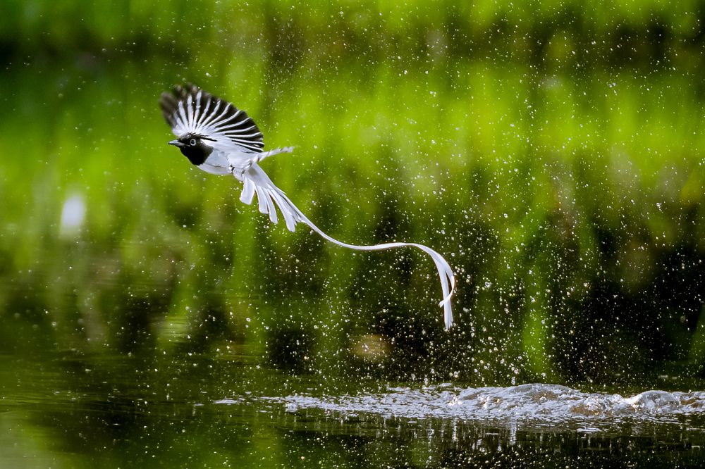 Photograph by Gimantha Perera