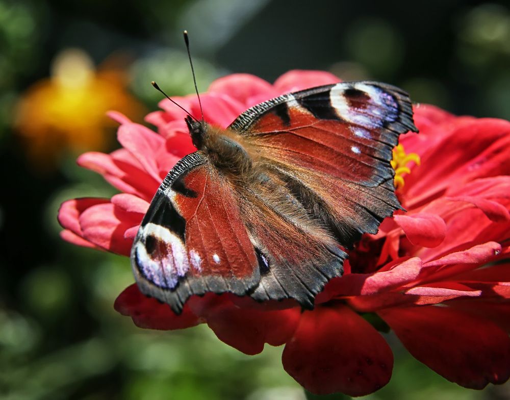 Павлиний глаз