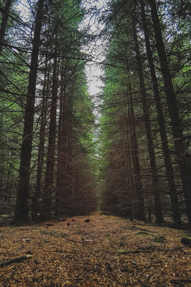 Photograph by Алексей Степаненко