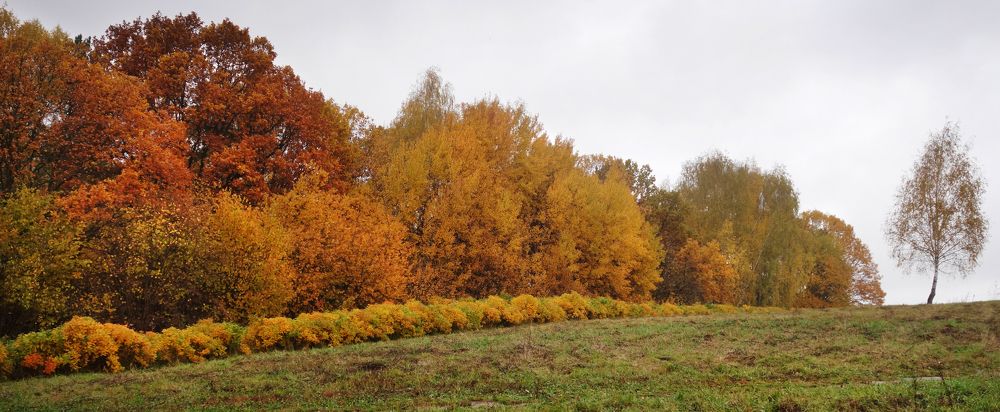 убежавшая берёзка