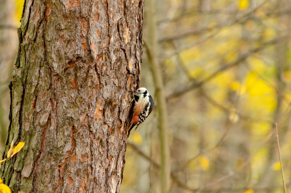 Photograph by Максим Коротков