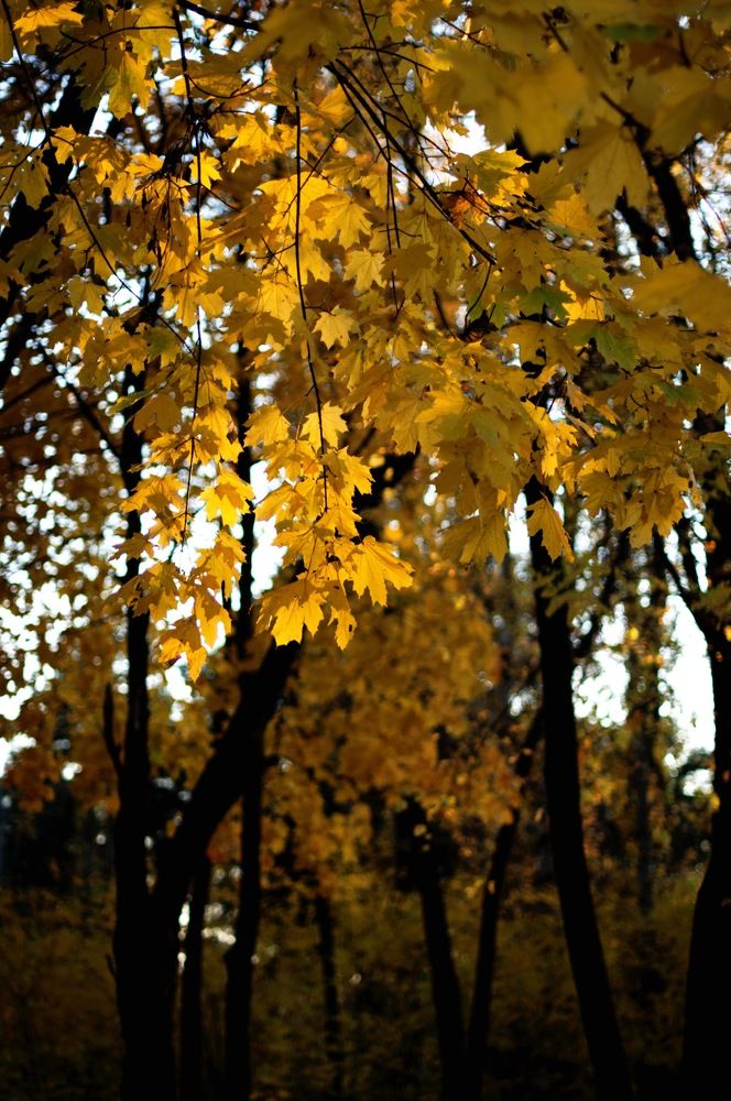 Photograph by Дмитрий Жуков