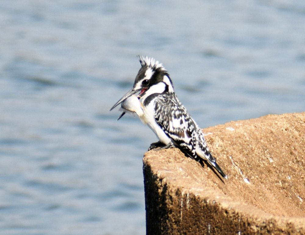 Photograph by Jaynie Nieuwoudt