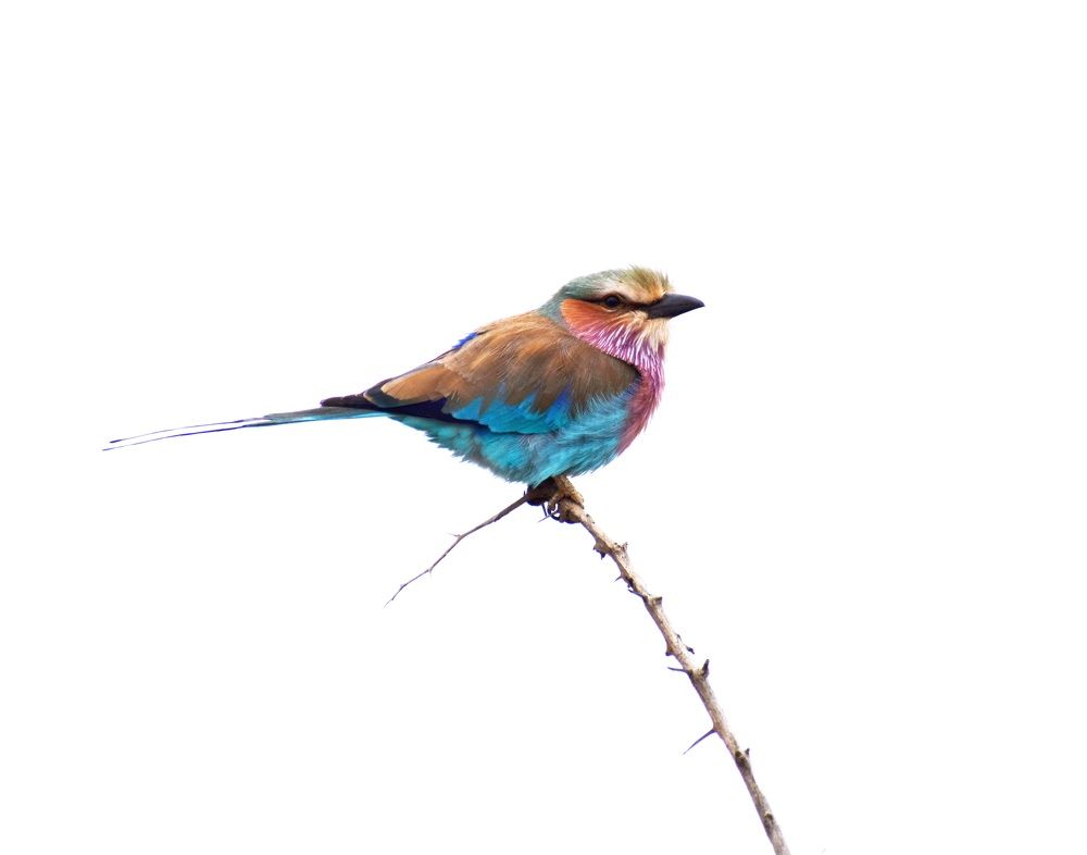 Photograph by Jaynie Nieuwoudt