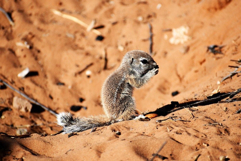 Baby Ground Squirrel
