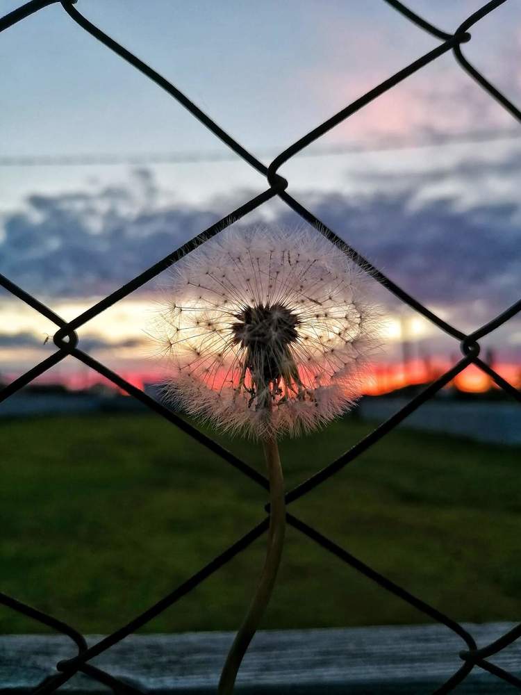 Одуванчик на закате