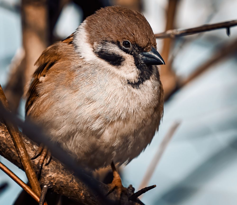 Фотография автора Дмитрий Богословский