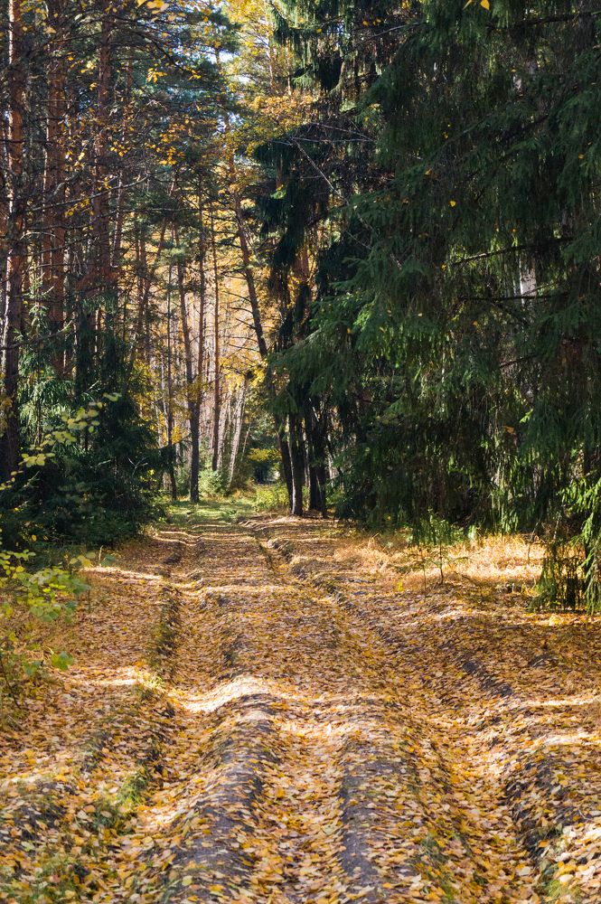 Пейзаж в осеннем лесу