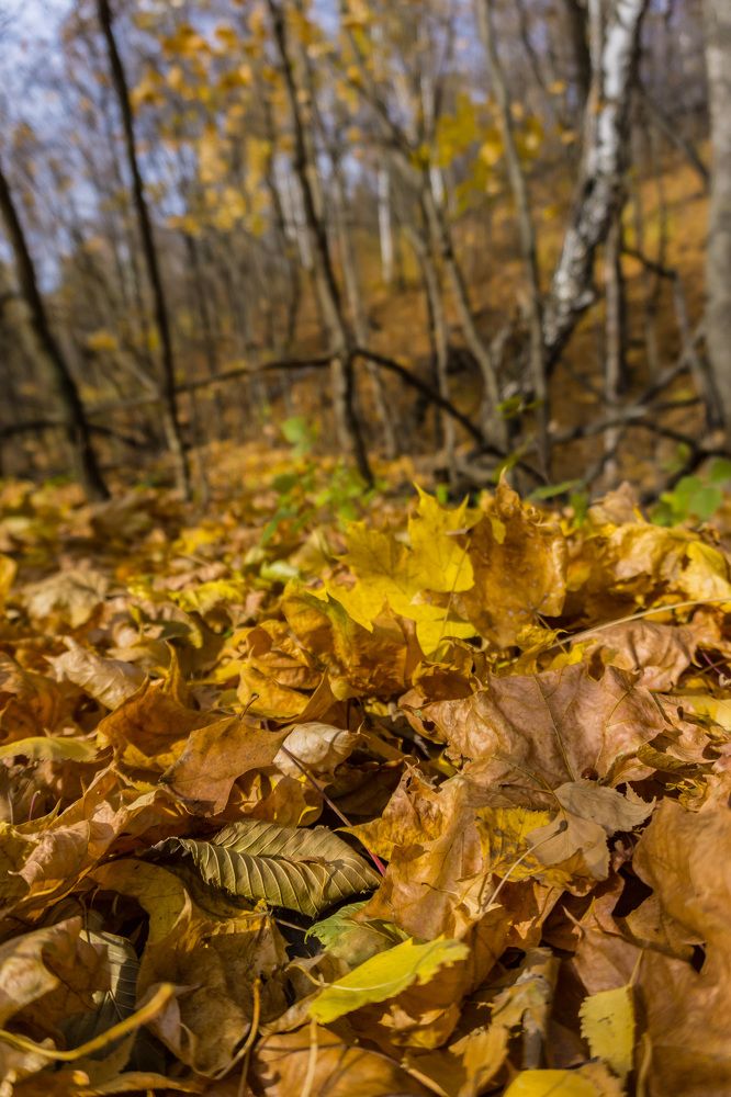 Жёлтый лист осенний...