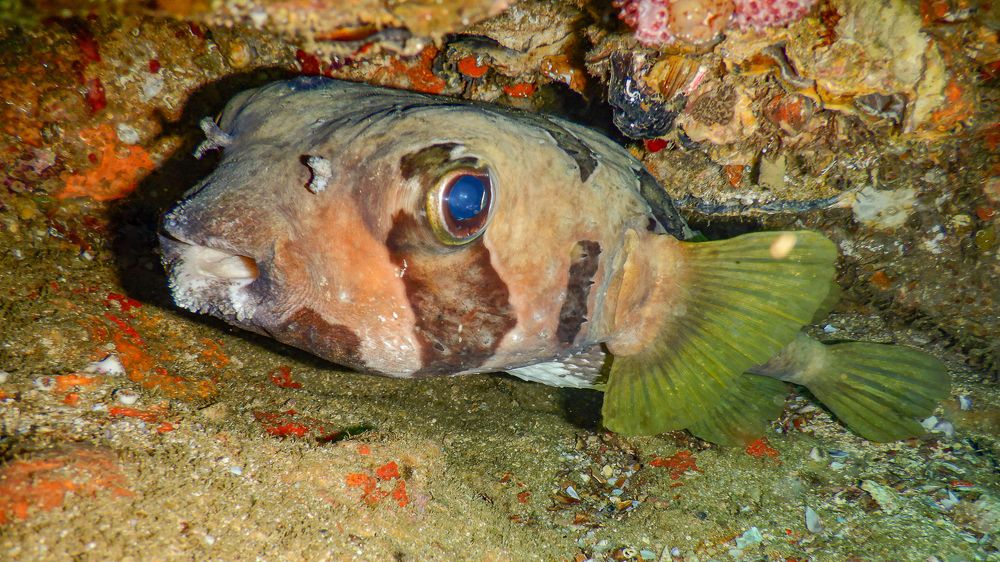 Photograph by H.D.D.A.Sampath Thilakarathna