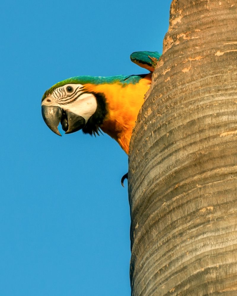 Baby Blue-and-yellow Macaw