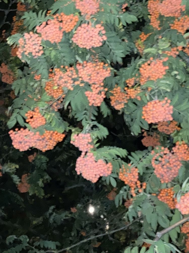 Photograph by Аркадий Каллистов