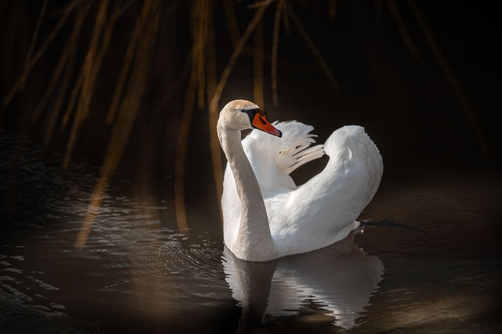 Photograph by Светлана Крук - Перепелкина