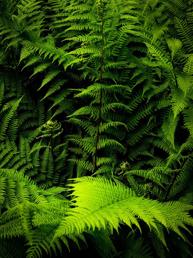 Джунгли зовут.