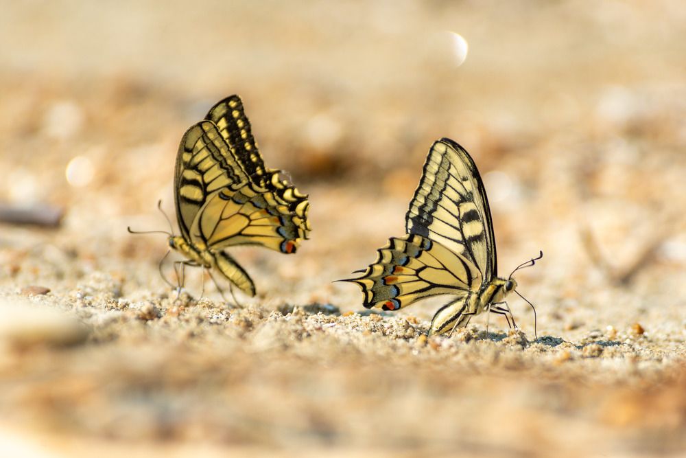 Photograph by Анастасия Глазюк