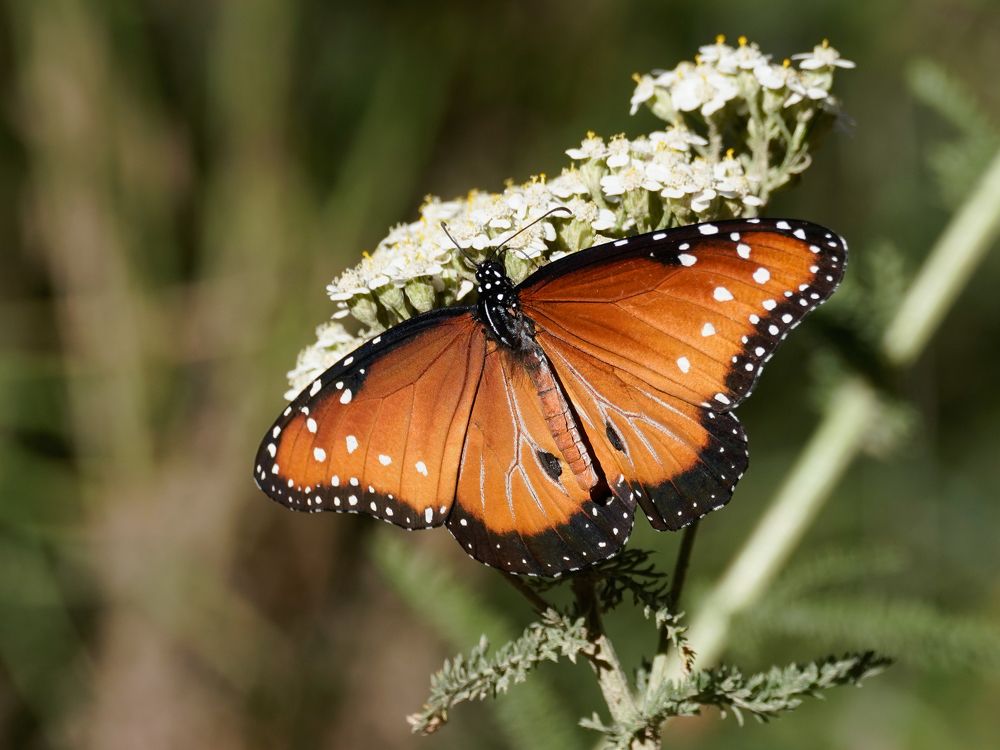 Фотография автора Heather Spencer