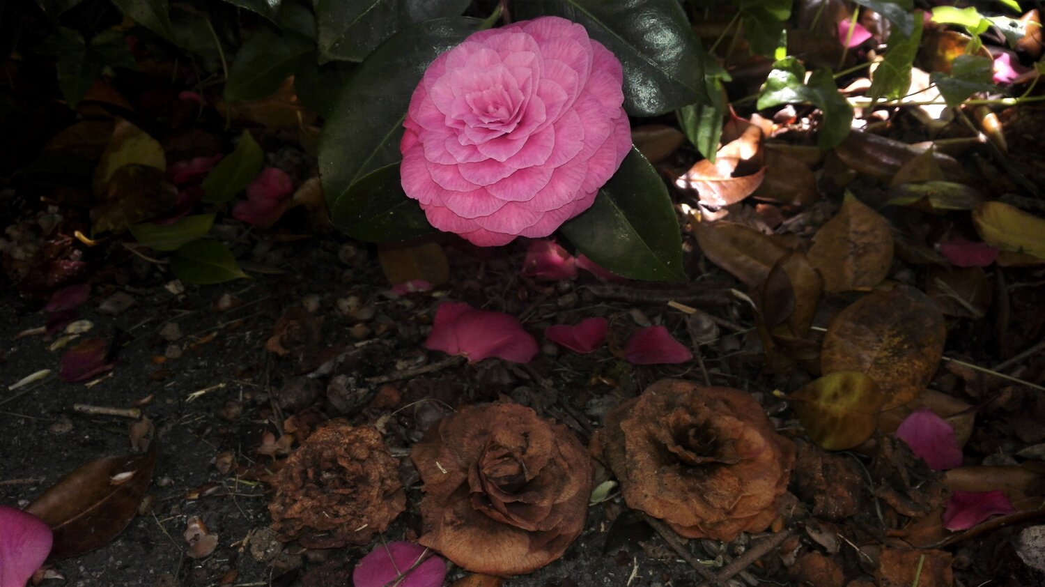 Camellias in Autumn