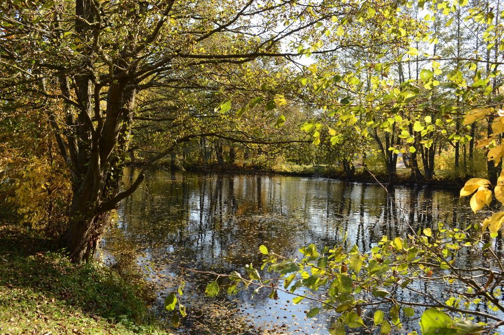 Золото осени.