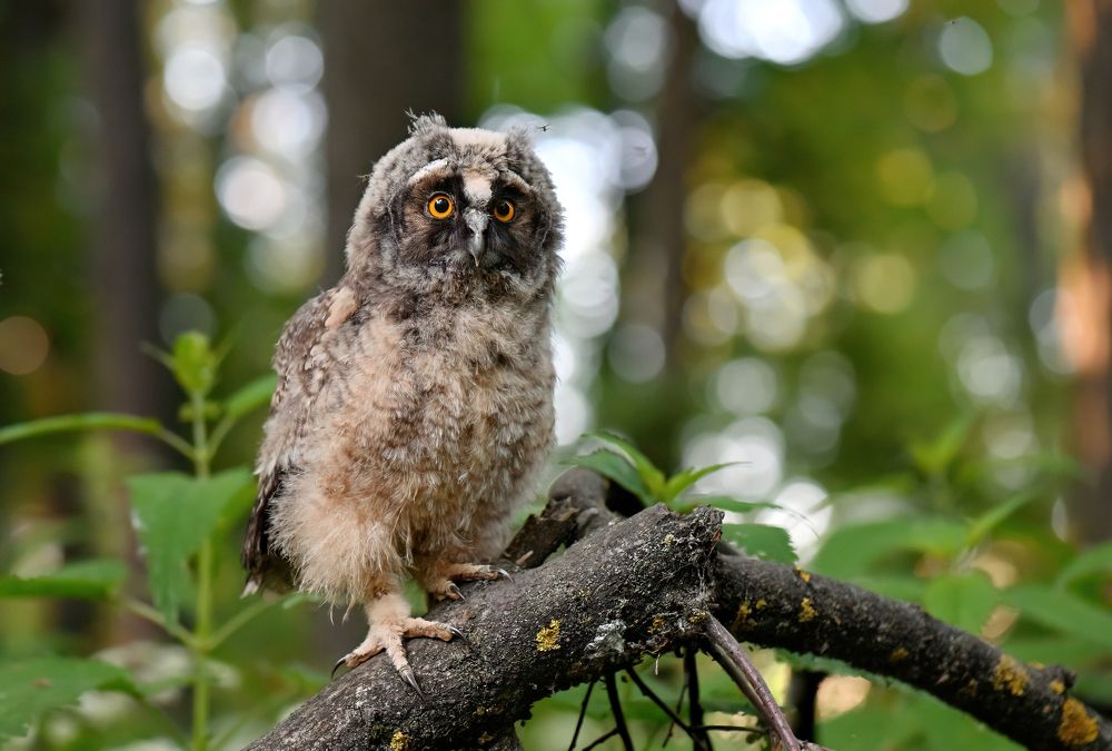 Чудо в перьях