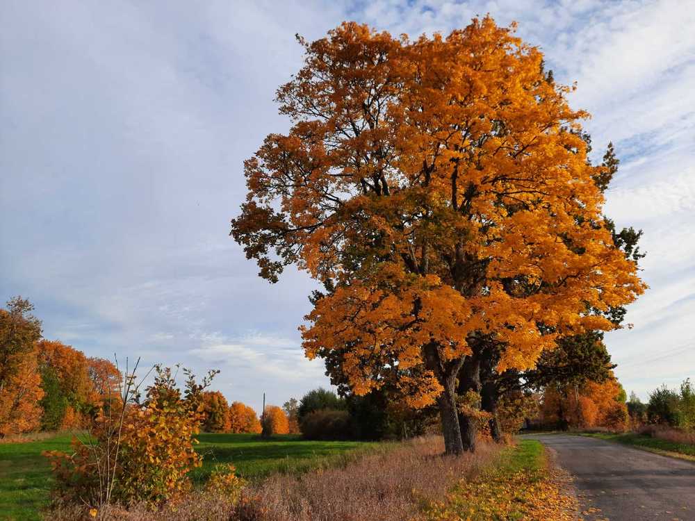 Золотой дуб