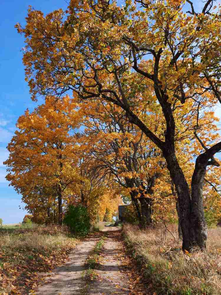 Осень в деревне