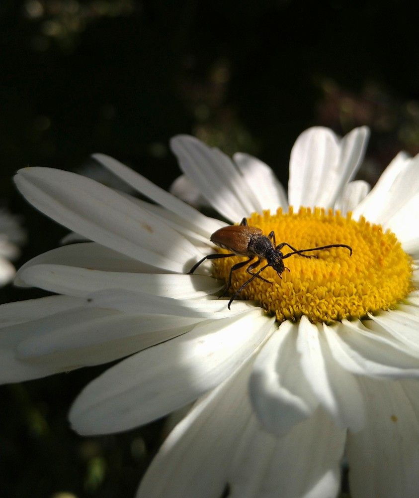 Фотография автора Svetlana Tsvetanova