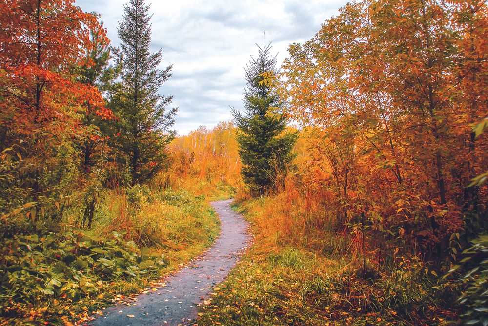 Path in autumn