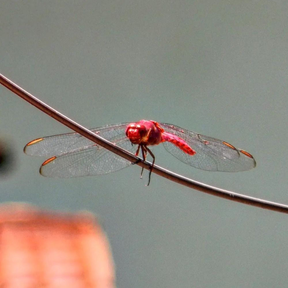 Photograph by Aryel Evelin Vieira Garcia