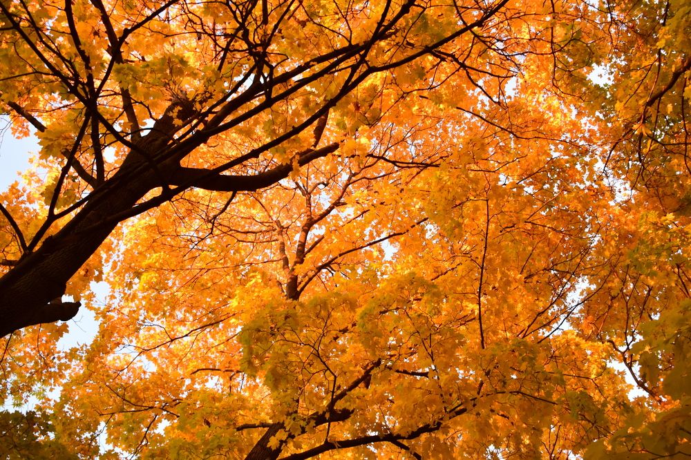 Photograph by Максим Трифонов