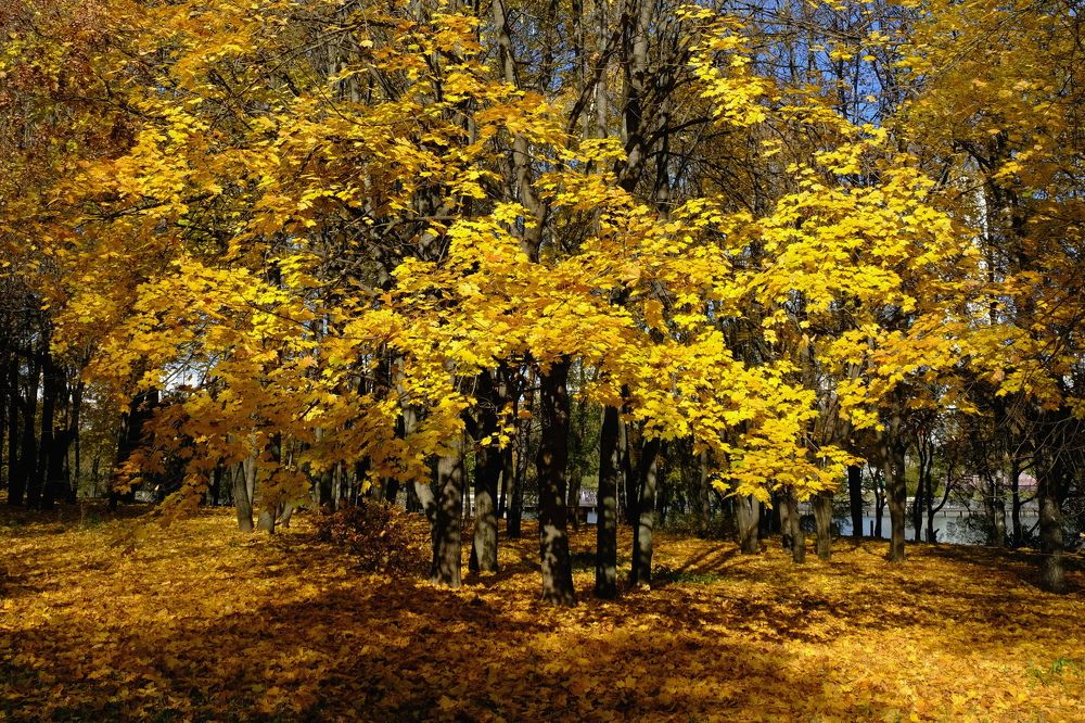 Золотая осень.