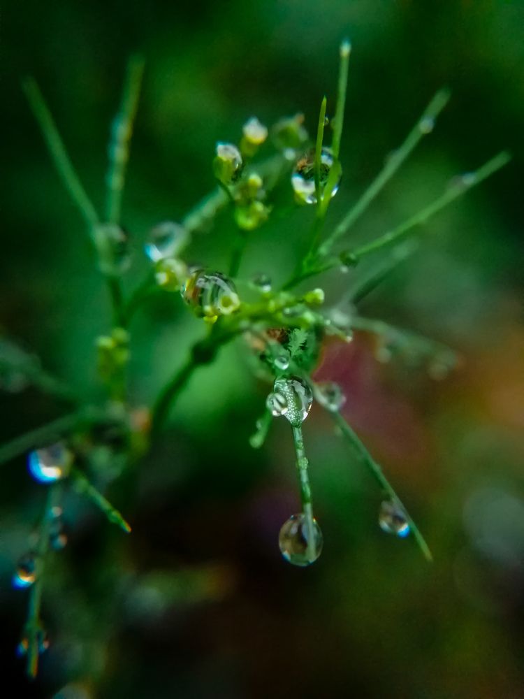 Photograph by Issa Alkhalidi