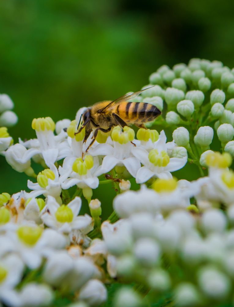 Photograph by Issa Alkhalidi