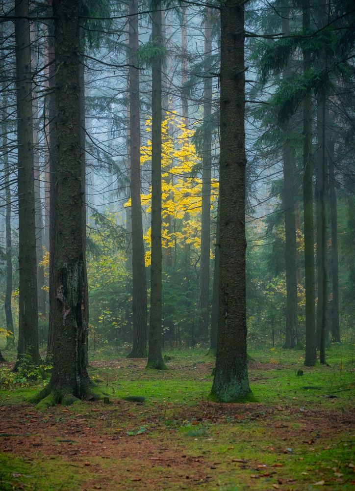 Photograph by БОРИС БЕЛКАНИЯ