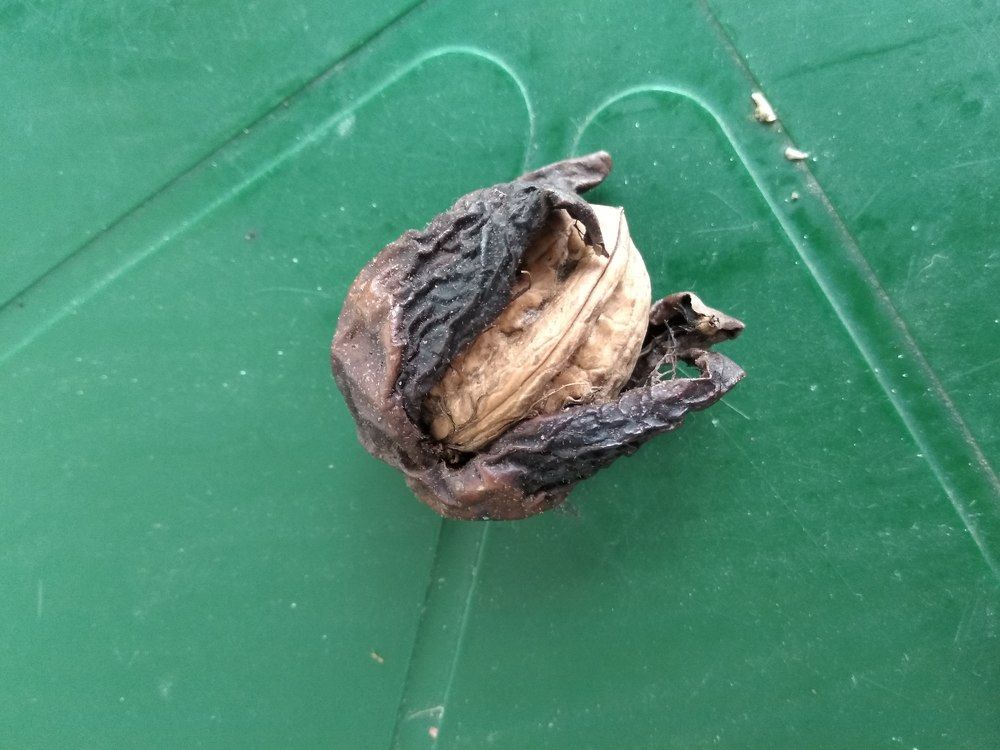 Орех родился.