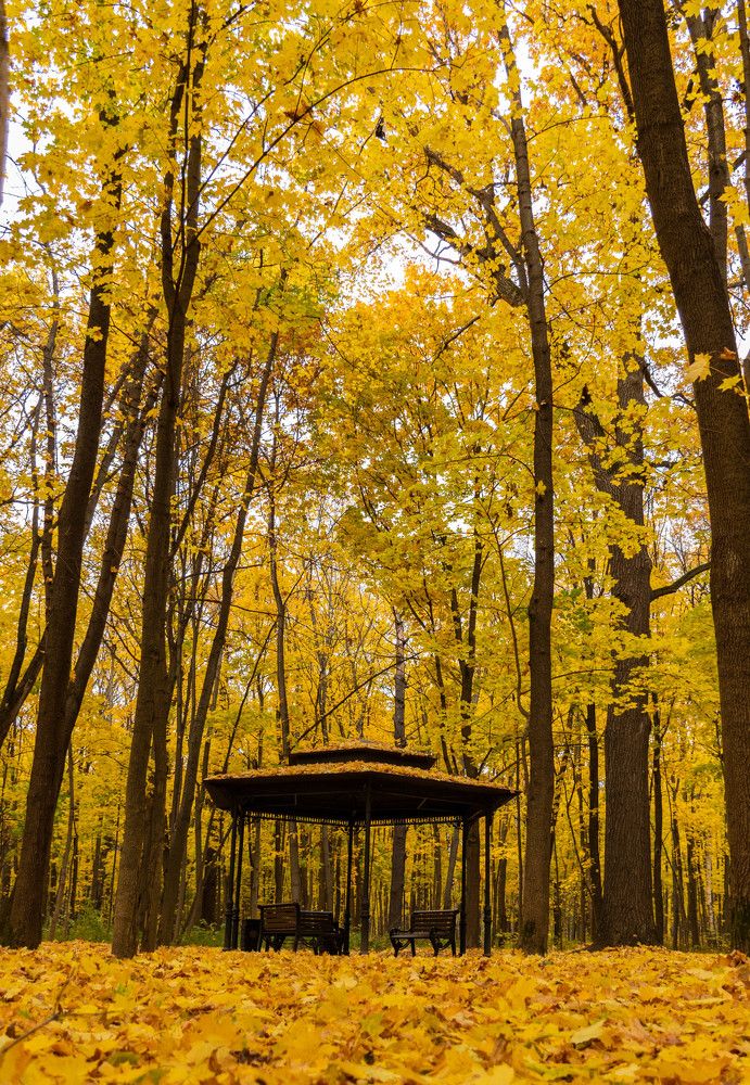 Лесная беседка