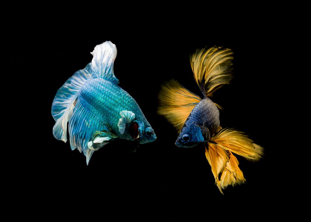 Photograph by Chris Duy