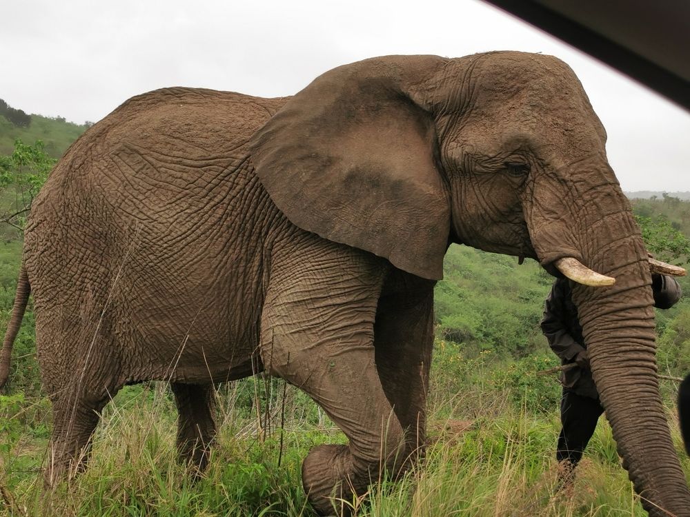 The Mighty Elephant.