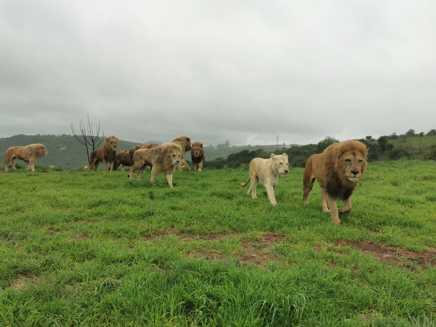 The King's & Queen's of the Savannah