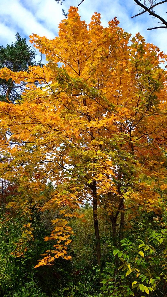 Фотография автора Svetlana Tsvetanova