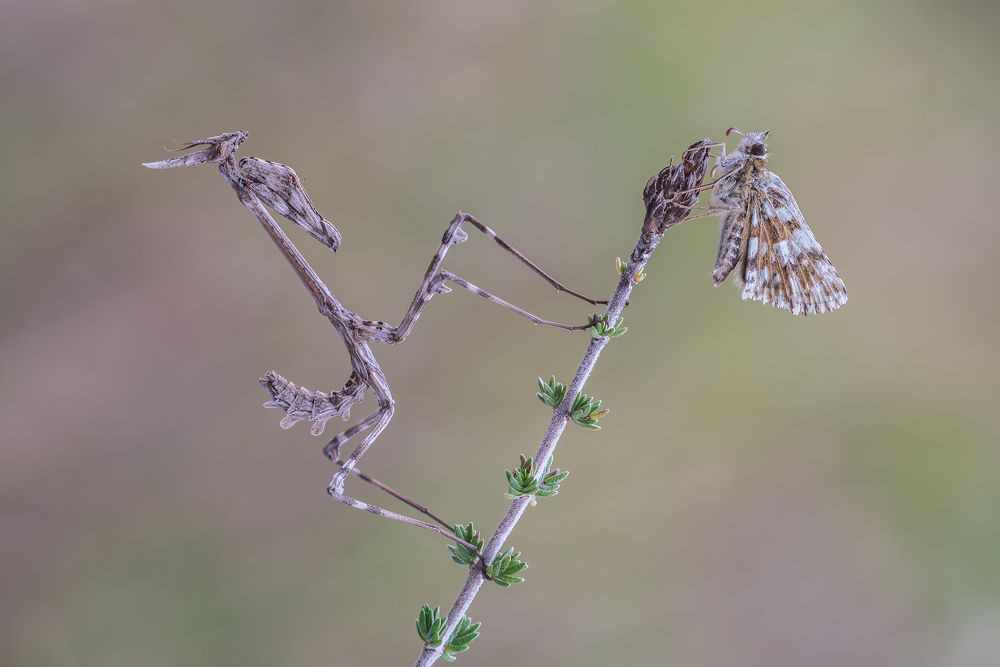 Photograph by Massimo Tamajo