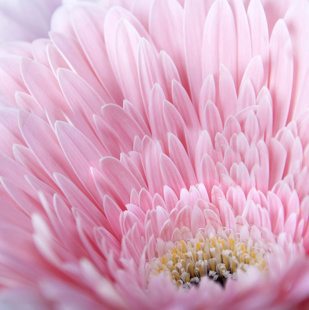 Photograph by Галина Щипакина