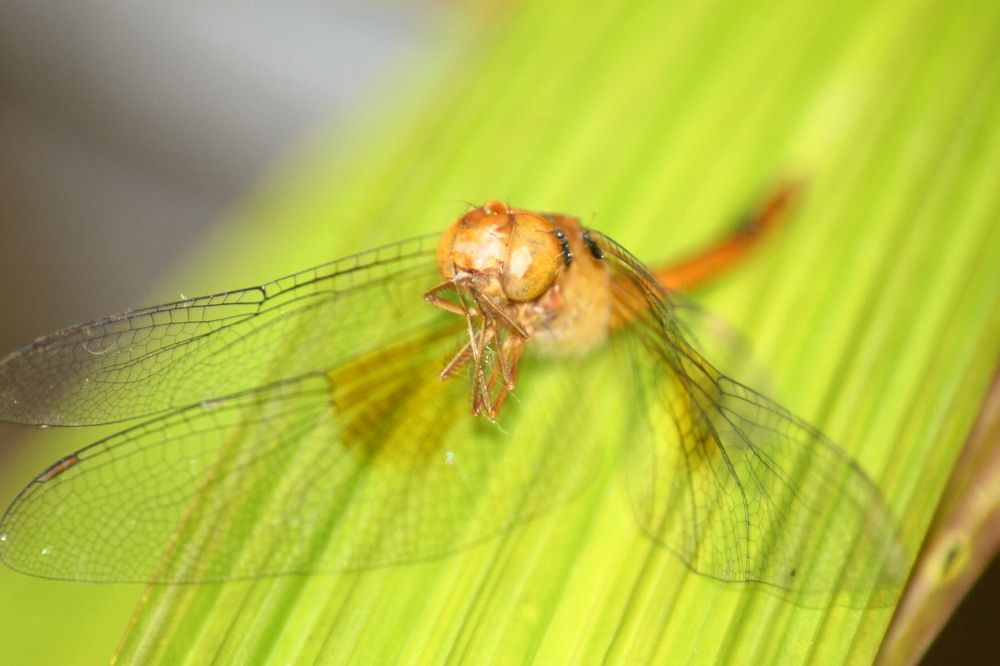 Photograph by Nimesha Perera