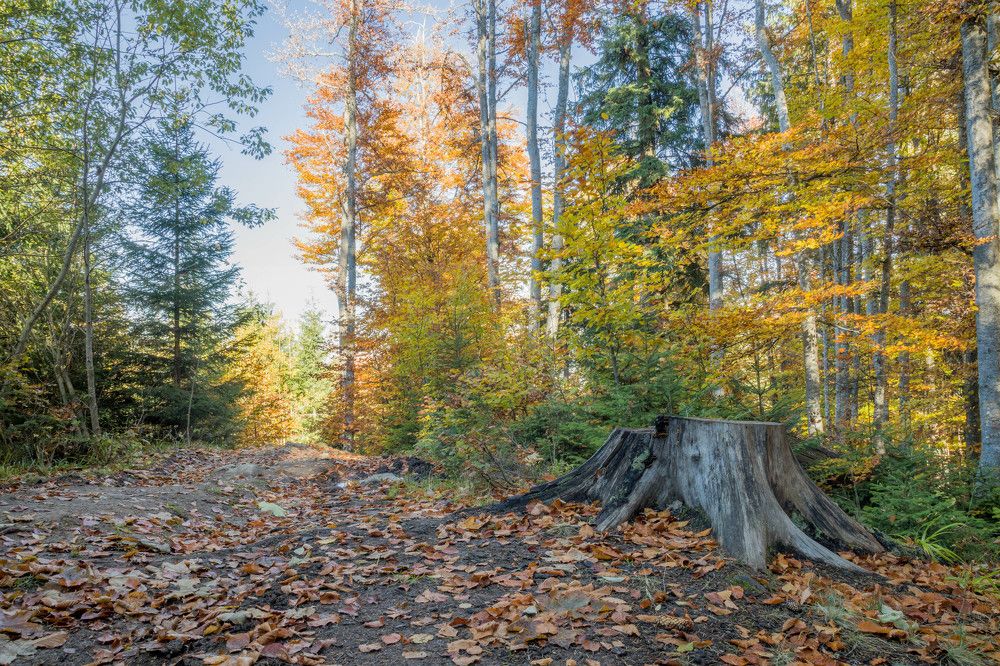 Фотография автора Андрій Лучишин
