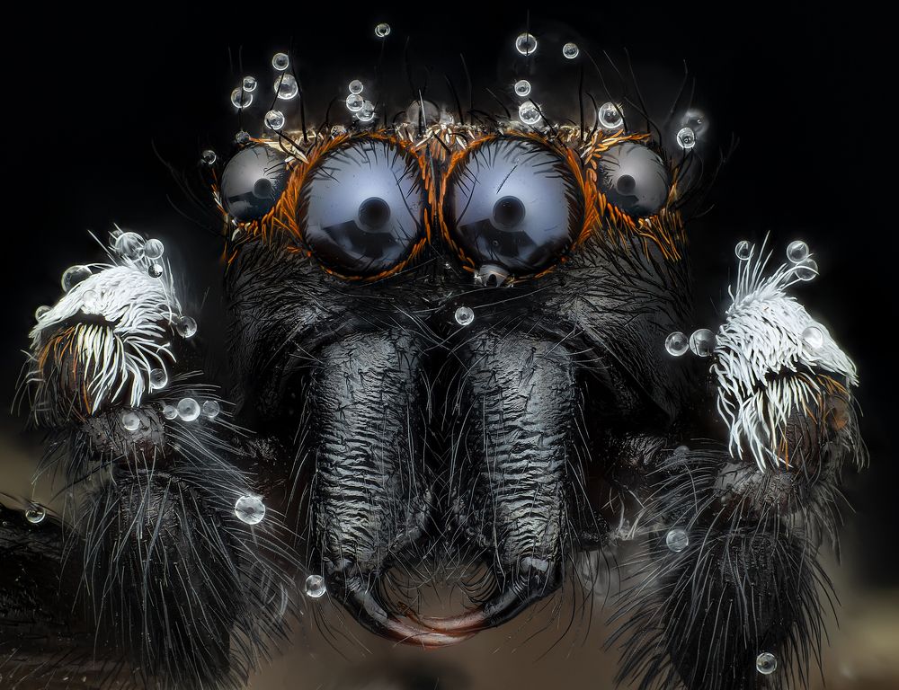 Jumping spider and water drops